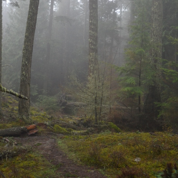 Foggy trail