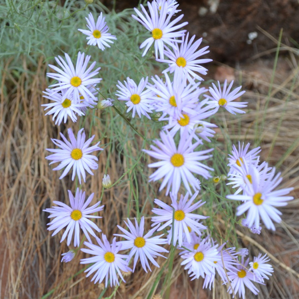 Kayenta Trail Wildflowers