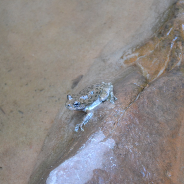 Frog at Upper Emerald Pool
