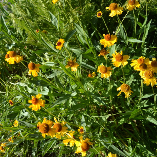 Wildflowers on the trail