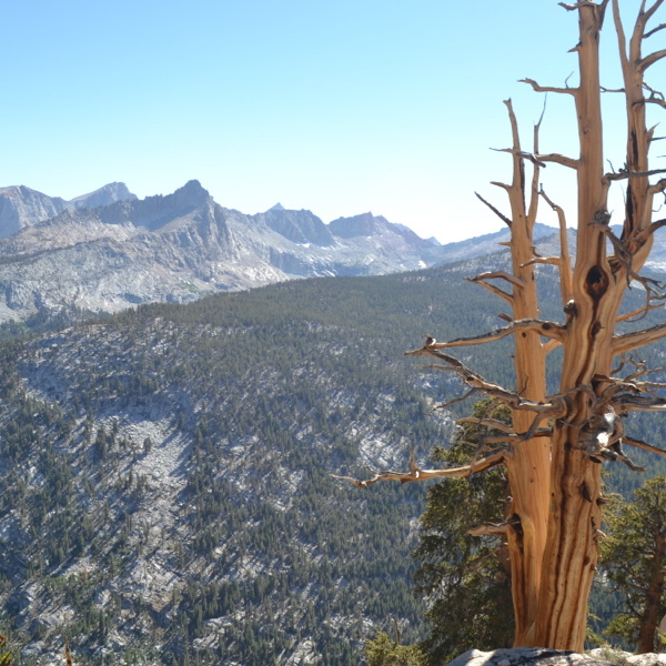 Trees along the High Sierra Trail