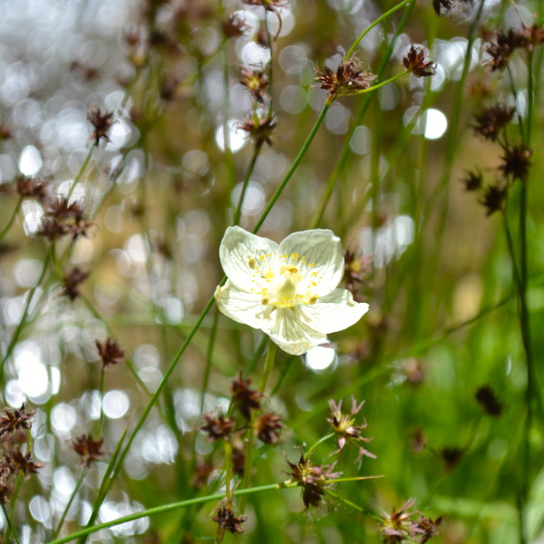 Wildflowers on the High Sierra Trail