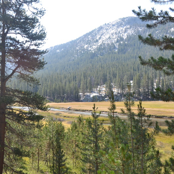 Meadows in Evolution Valley