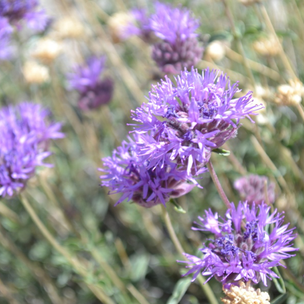 Flowers on the Bishop Pass Trail