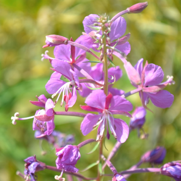 Flowers on the Bishop Pass Trail