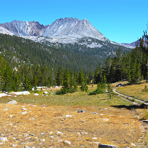 Forest along the South Fork Kings River