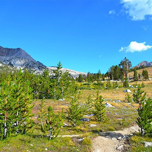 Meadow near Bench Lake Junction