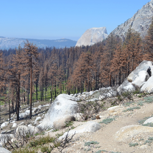 Hiking through a burned forest