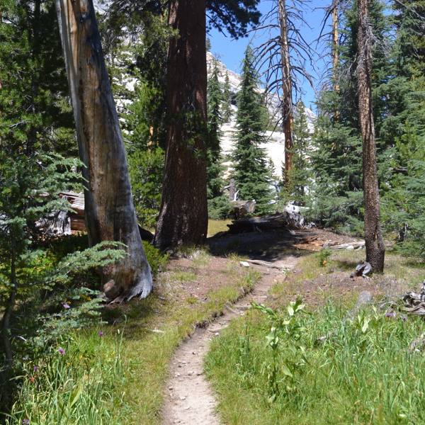 Hiking through a forest