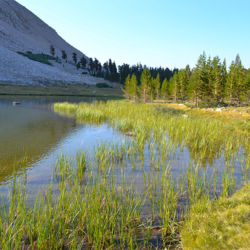 Tyndall Frog Ponds