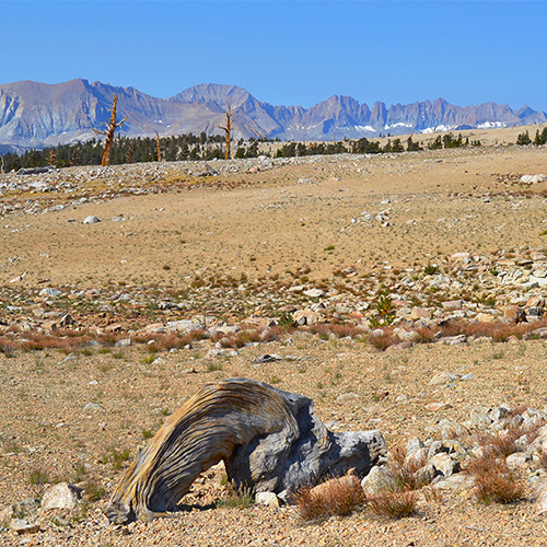 Bighorn Plateau