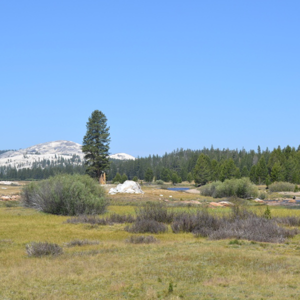 Tuolumne Meadows