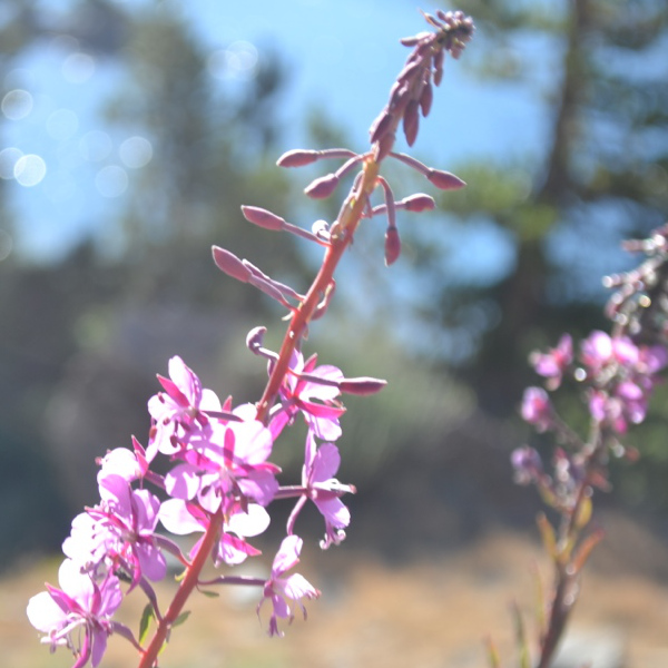 Flowers at Garnet Lake