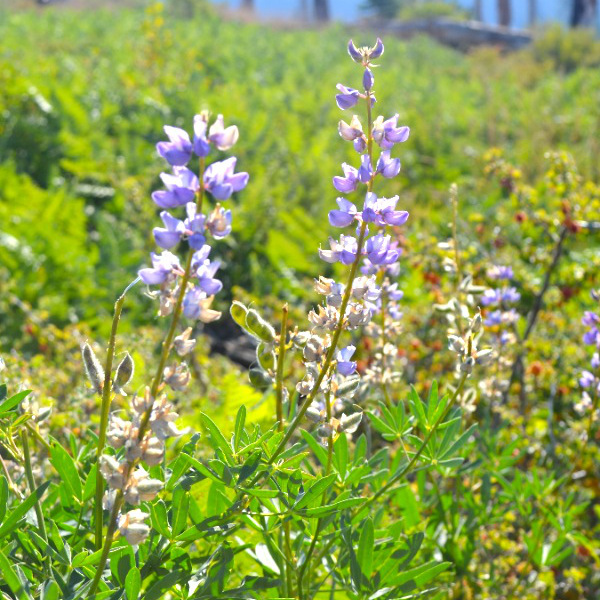 Flowers in Reds Meadow