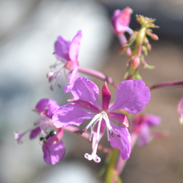 JMT Flowers