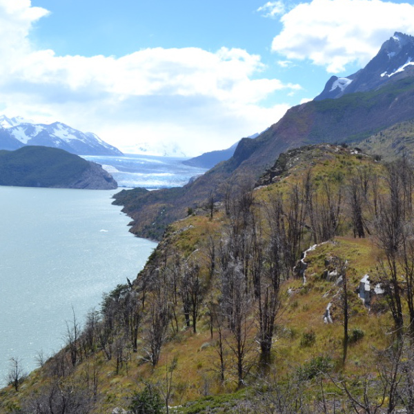 Grey Glacier Lookout