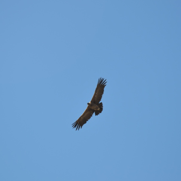 Condor