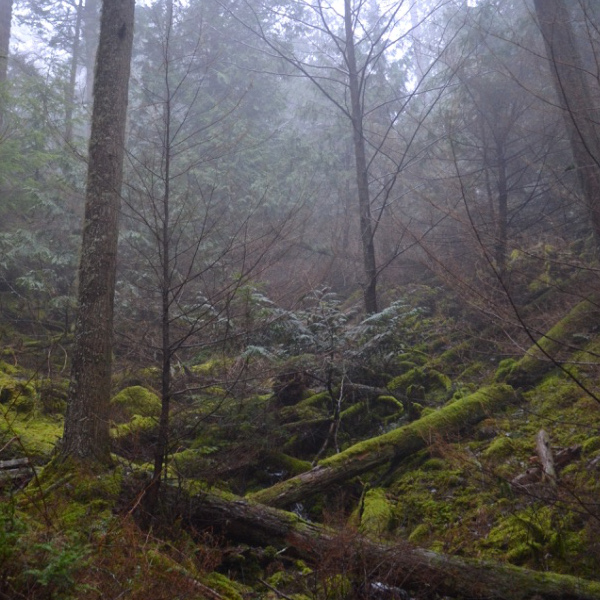 Climbing towards Mt. Constitution