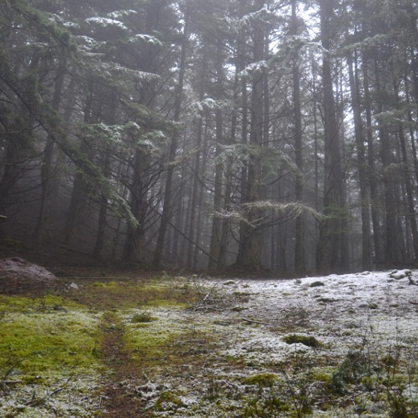 Snowy trail