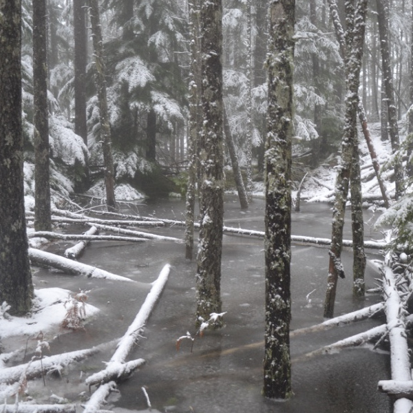 Frozen pond