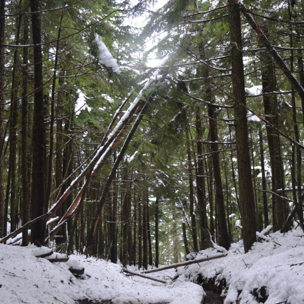 Twin Lakes trail