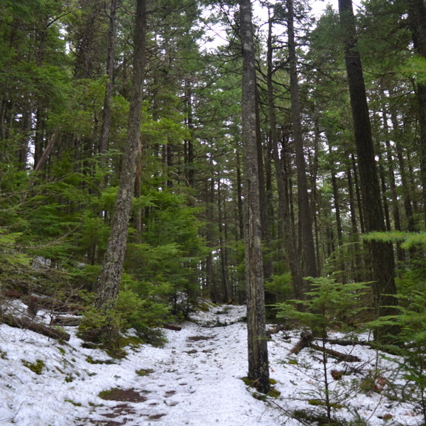 Snowy trail