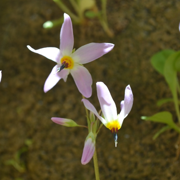 Orderville Canyon flowers