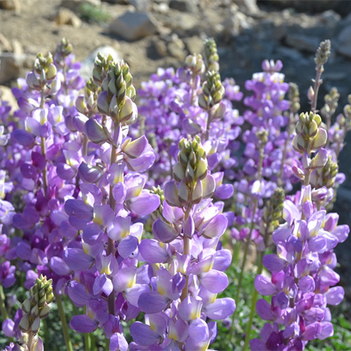 Wildflowers