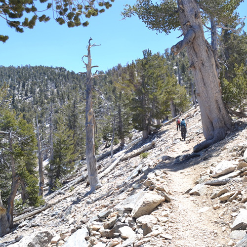 Passing Limber Pine Bench