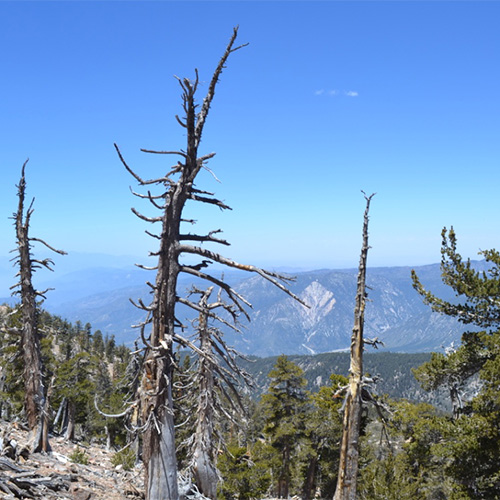 Trail view