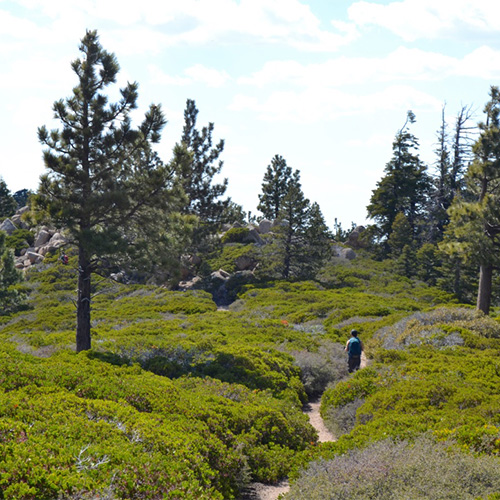 Manzanita bees