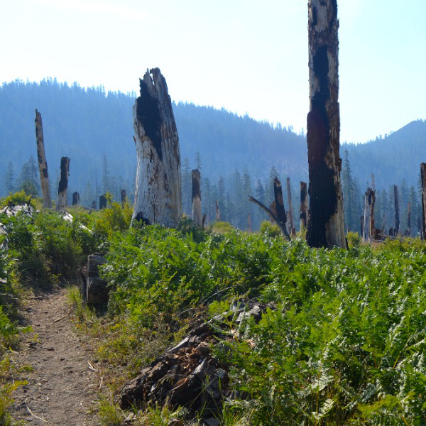 Departing Red's Meadow