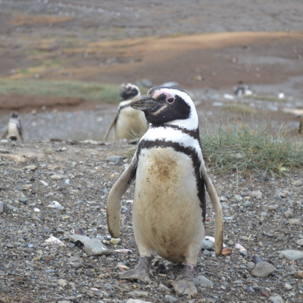 Penguin Hike