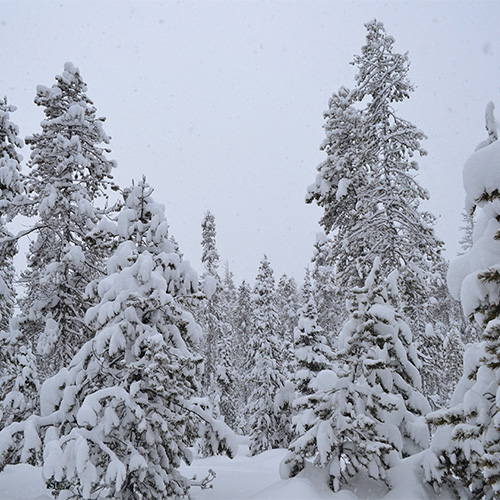 Bench Hut Trees