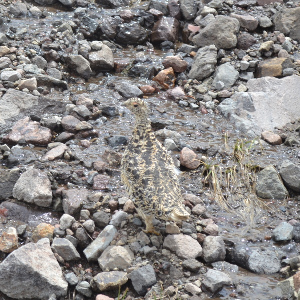 Grouse on Granite Dome