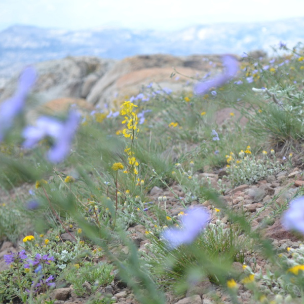 Granite Dome flowers