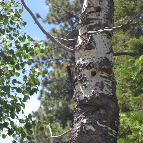 Woodpecker