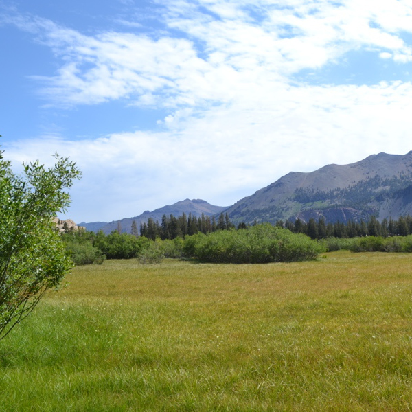 Mosquito Meadow