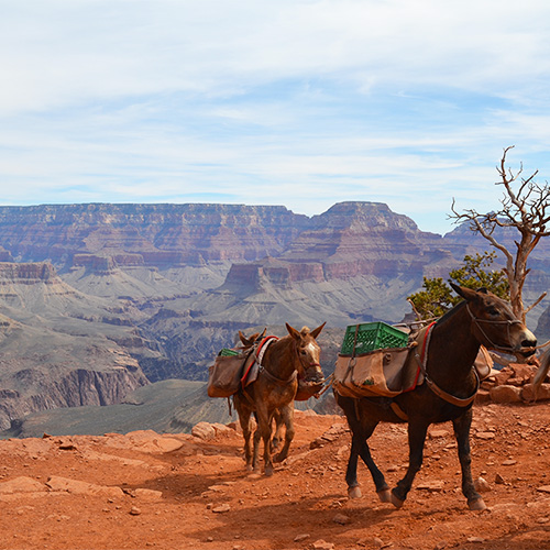 Mule train