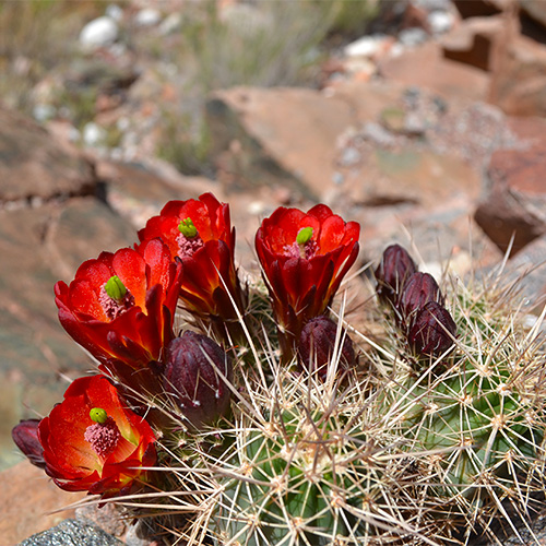 Cactus