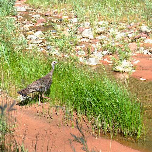 Wild turkey