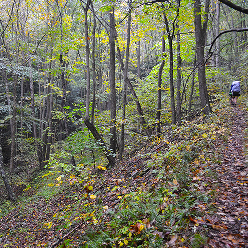 Morning trail