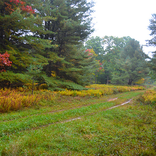 Fall colors