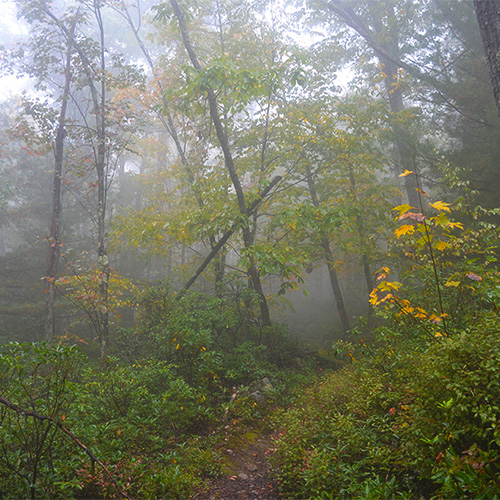 Foggy hike