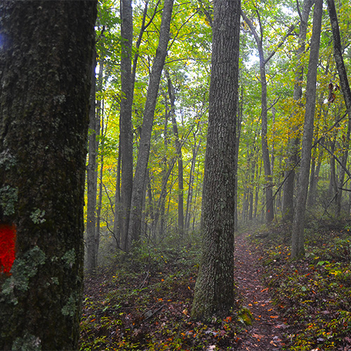 Trail markers