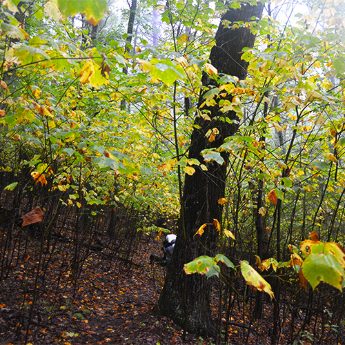 Fall leaves