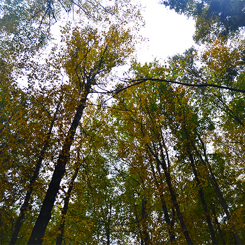 Tress above