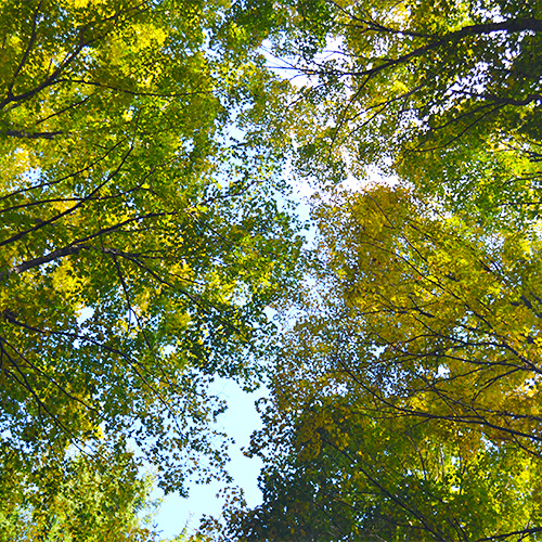 Fall leaves