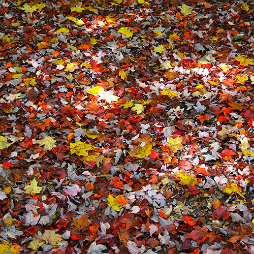 Fall leaves
