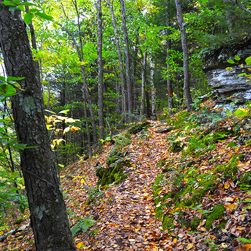 Trail